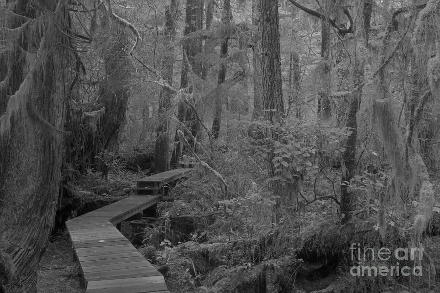 Willowbrae Rainforest Black And White Photograph by Adam Jewell