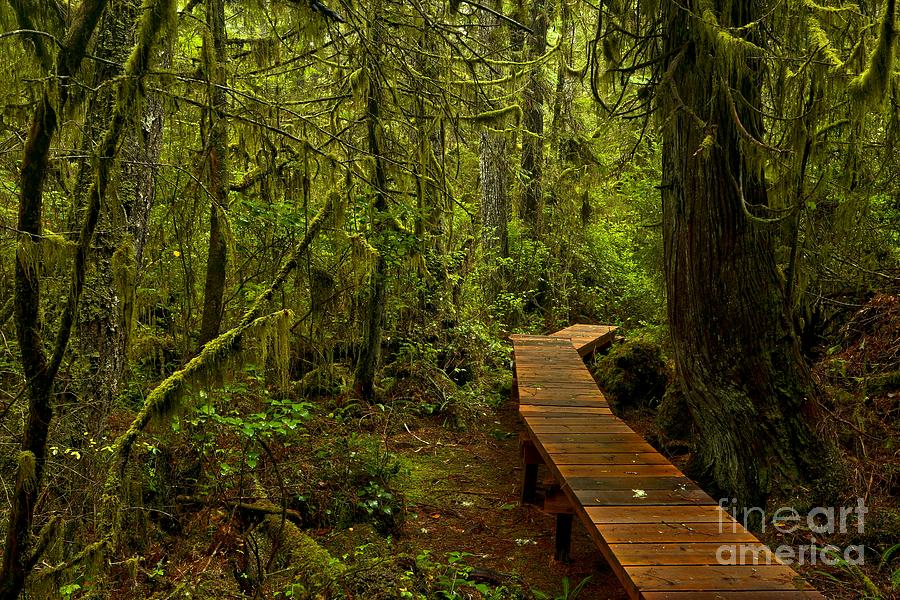 Willowbrae Rainforest Boardwalk Photograph by Adam Jewell