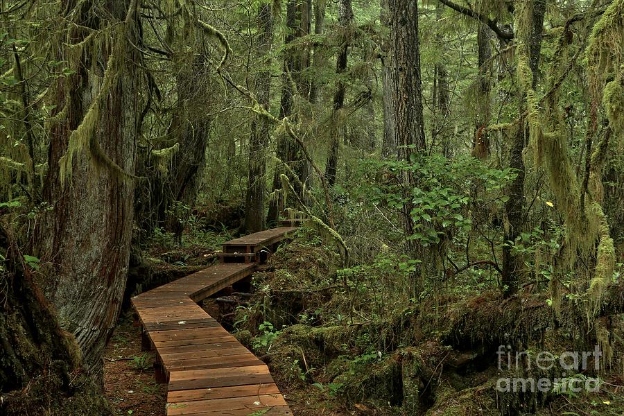 Willowbrae Rainforest Landscape Photograph by Adam Jewell