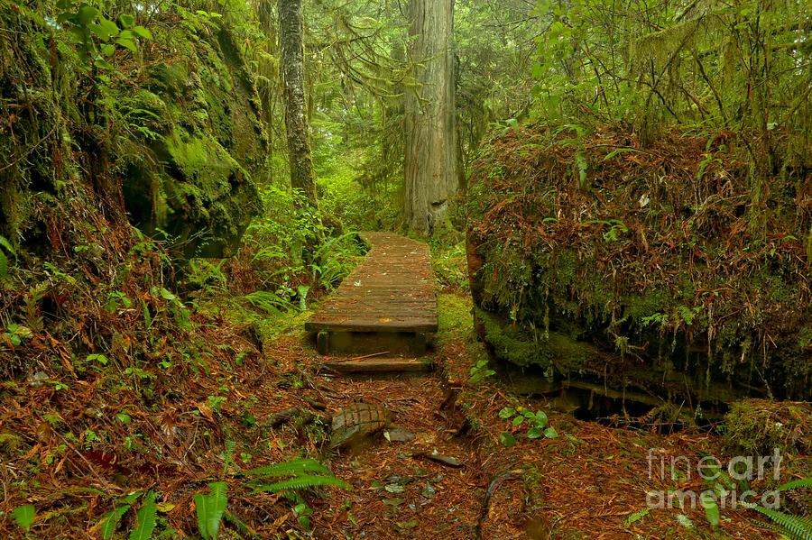 Willowbrae Rainforest Pathway Photograph by Adam Jewell