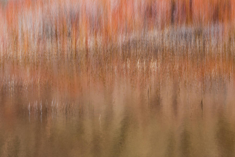 Willows And Reeds Along Dugout Pond Photograph by Deborah Hughes