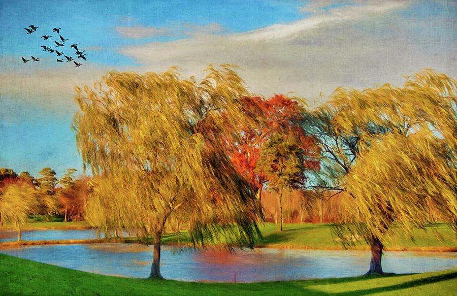 Willows In Autumn Photograph by Cathy Kovarik