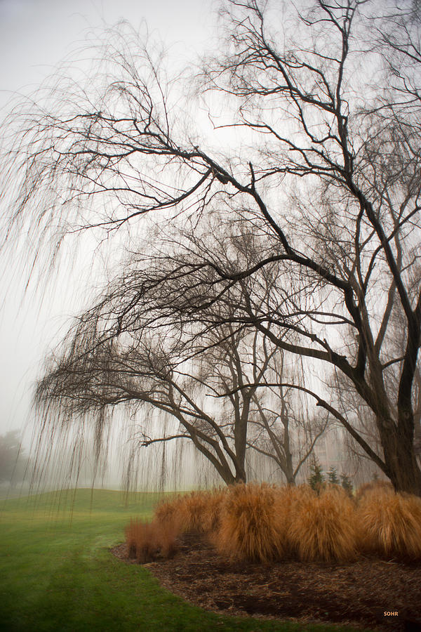 Willows in Fog Photograph by Dana Sohr