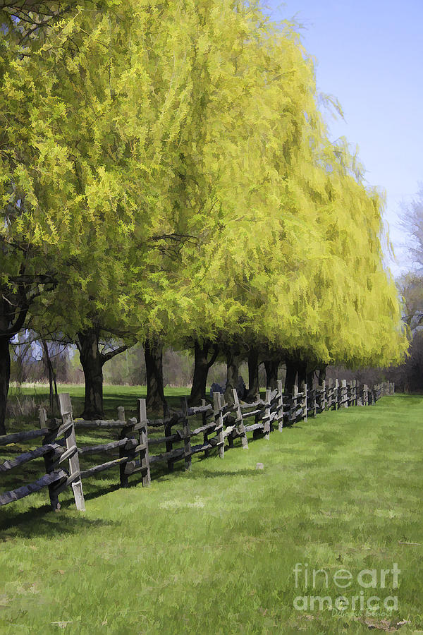 Tree Photograph - Willows In Spring by Deborah Benoit