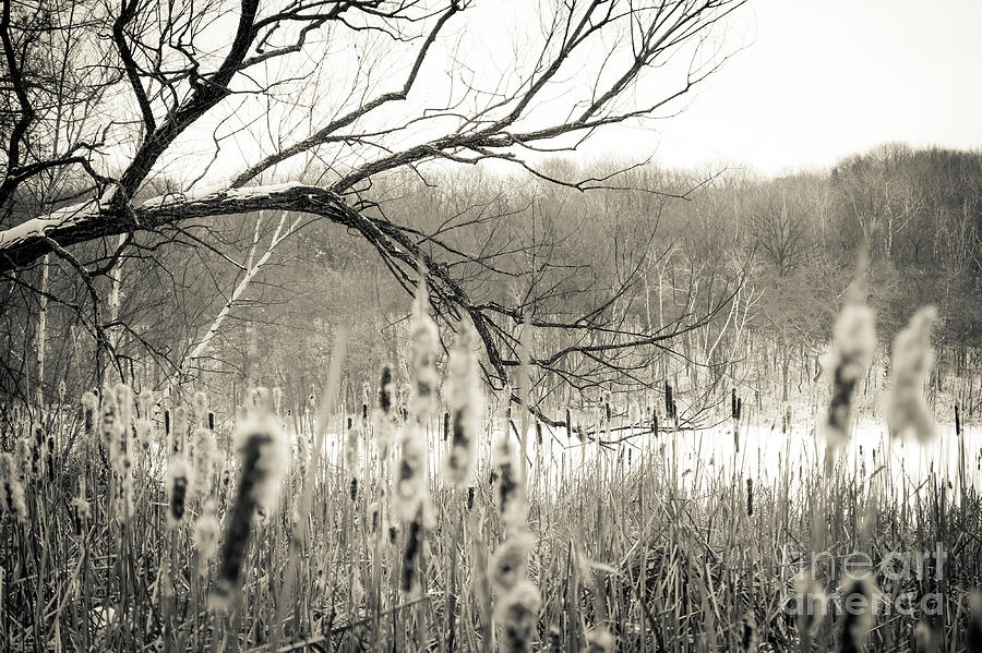 Willows in Winter Photograph by Becqi Sherman