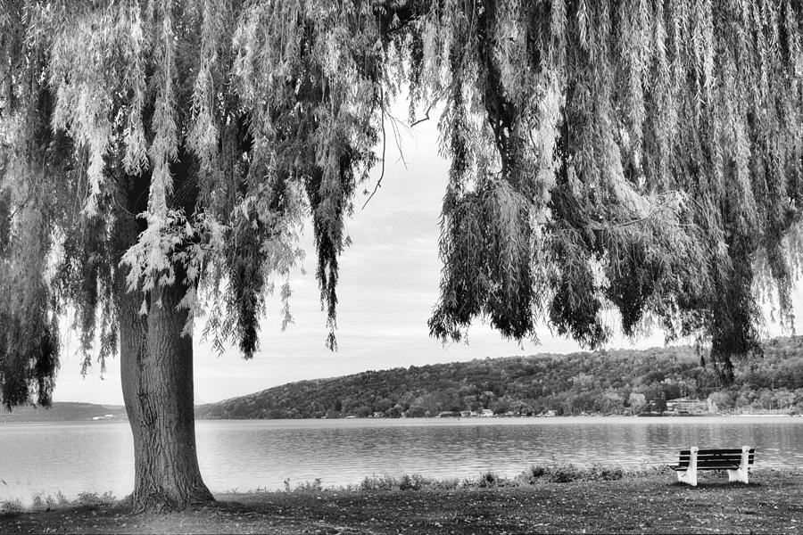 Willows of Lake Cayuga Photograph by Jessica Jenney