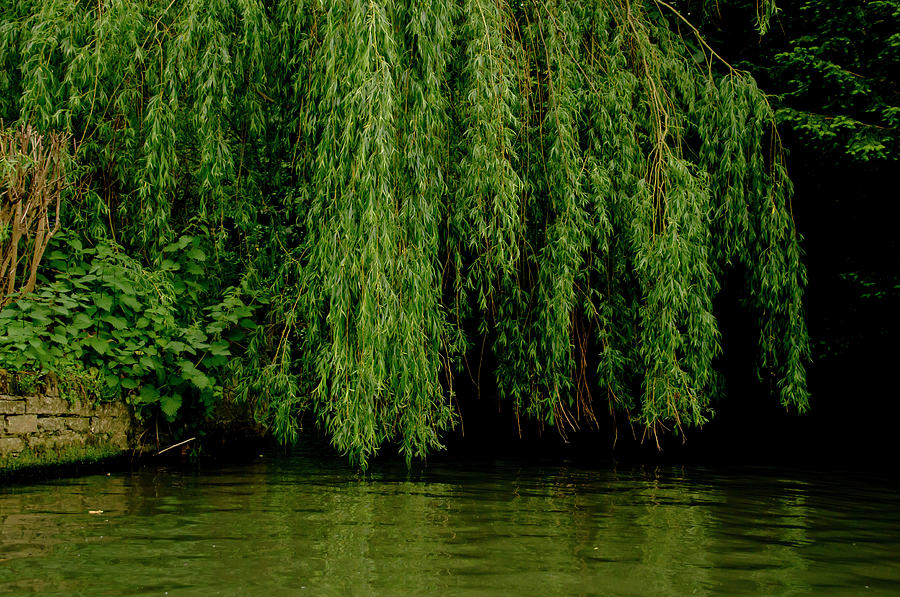 Willows weeping over waters.  Photograph by Elena Perelman