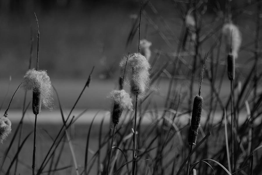 Willows by WhiteoakorganicsLLC Gallery Willows by WhiteoakorganicsLLC Gallery