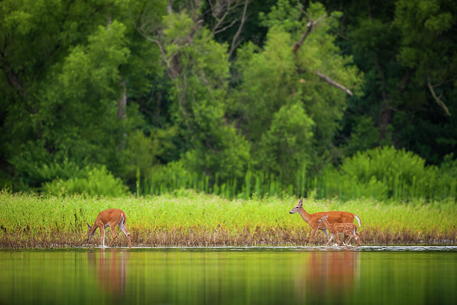 Willows, Wildlife and Water Photograph by Jeff Phillippi