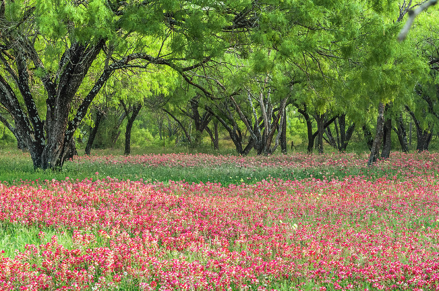 WIllows,Indian Paintbrush make for a colorful palette. Photograph by Usha Peddamatham