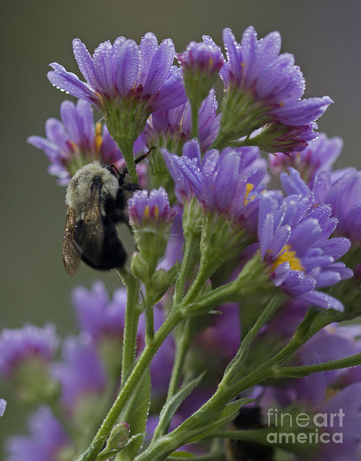 Willowwood Bee Photograph by Robert Pilkington