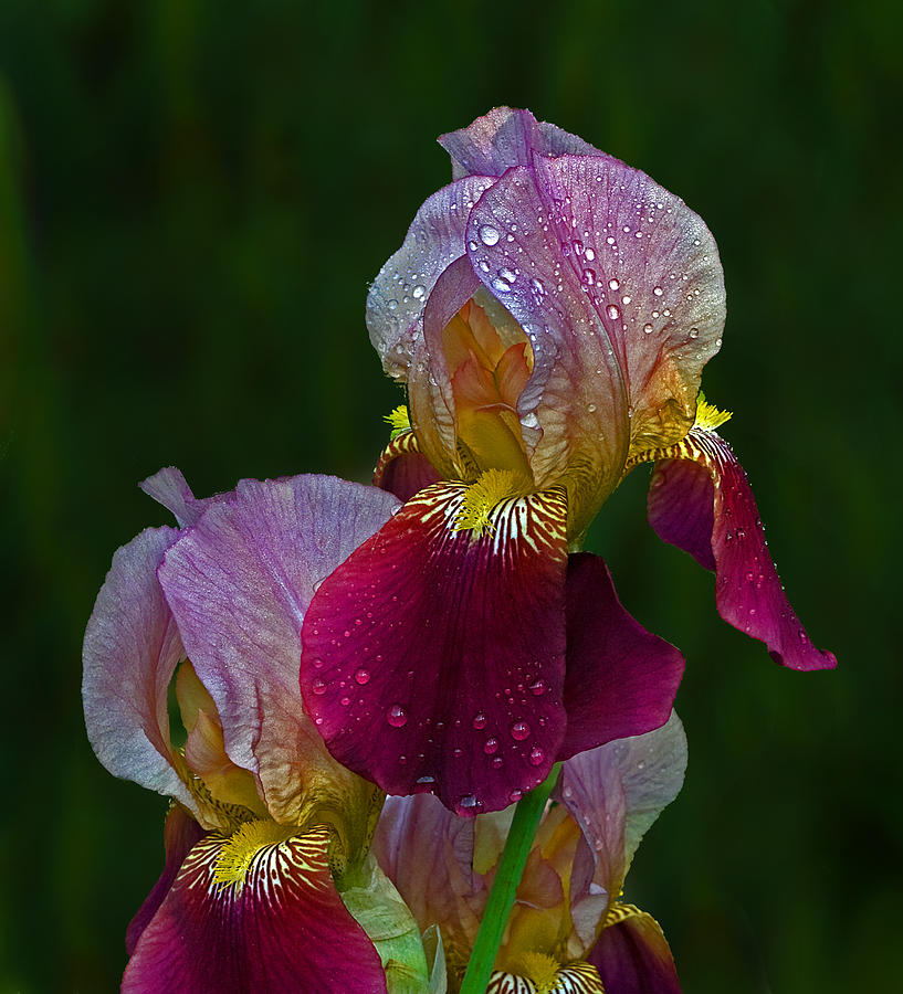 Willowwood Iris Photograph by Robert Pilkington