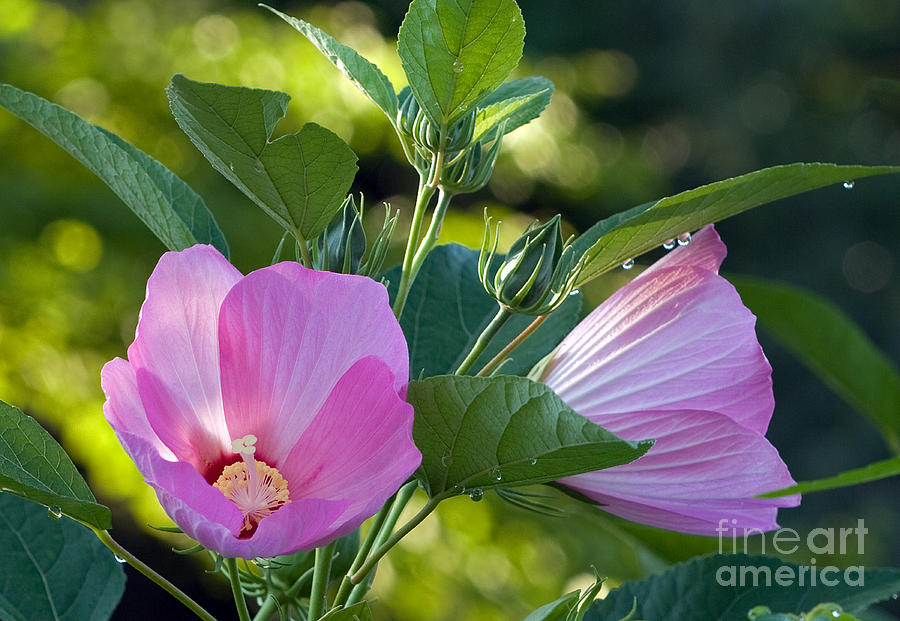 Flower Photograph - Willowwood Pink by Robert Pilkington