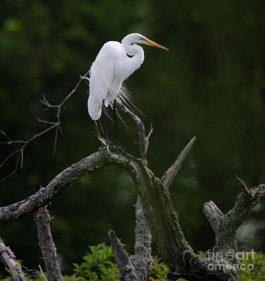 Willowy Great White Heron In Dead Tree Photograph
