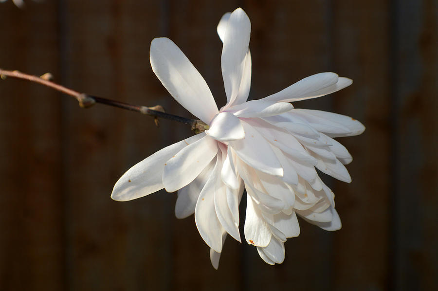 Flower Photograph - Willowy Magnolia 2015 1 by Tina M Wenger