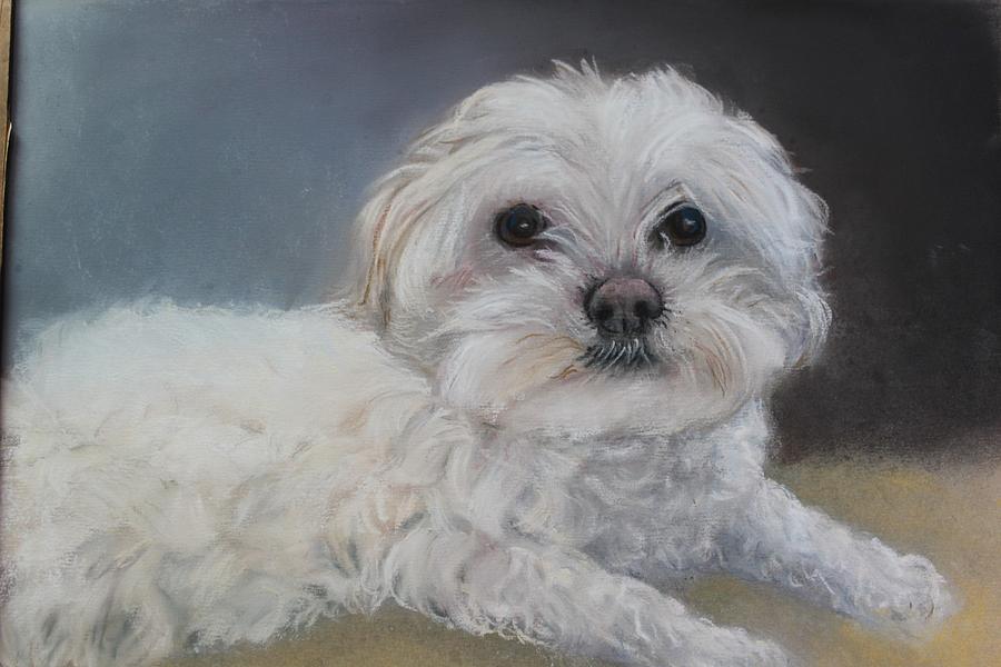 Willy Pastel by Cherin Harris-Tuck - Fine Art America