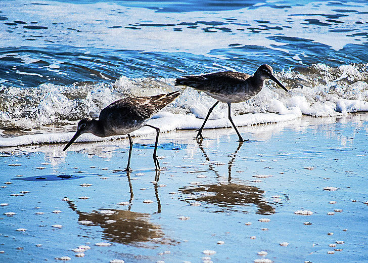 Wilmington Beach Shorebirds Photograph by Susan Allen