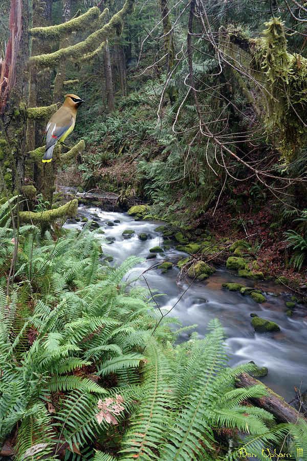 Nature Photograph - Wilson Creek #14 with added Cedar Waxwing by Ben Upham III
