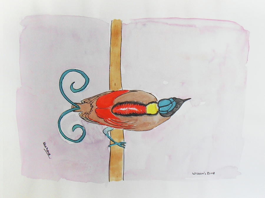 Wilsons Bird of paradise Painting by Keshava Shukla