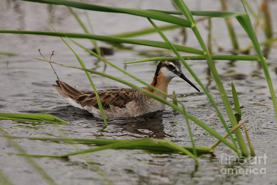 Wilsons Phalarope Photograph by Alyce Taylor