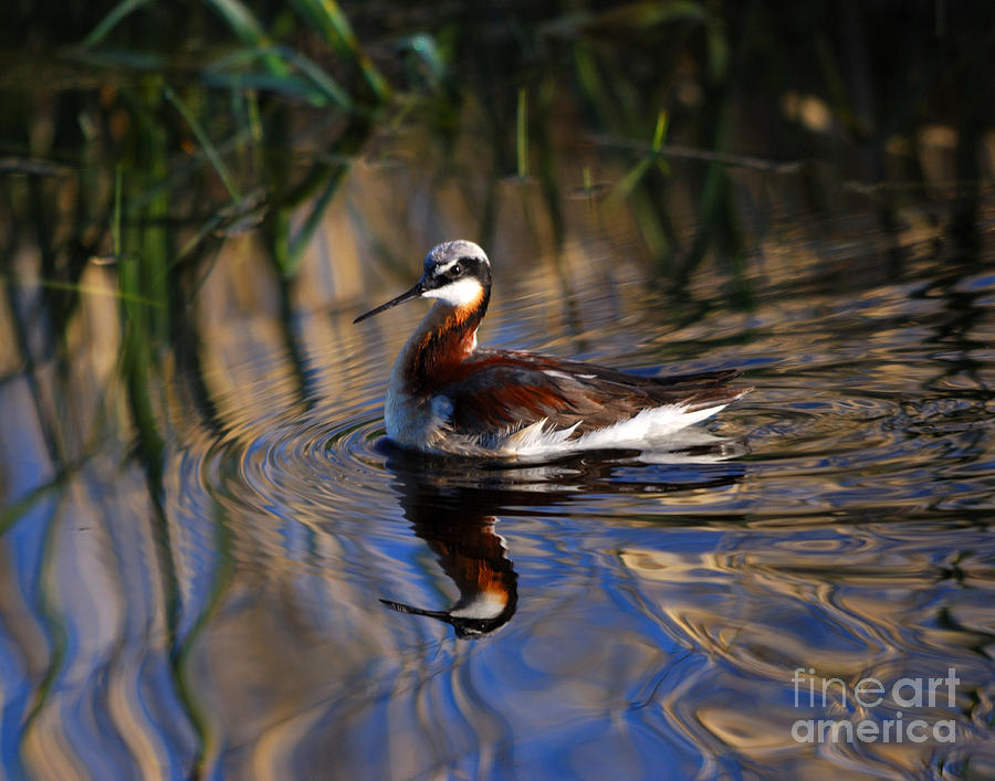 Duck Photograph - Wilsons Phalarope by Brad Christensen