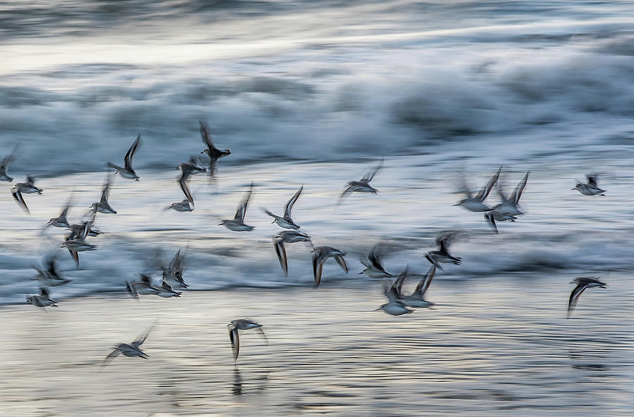 Wilson's Plovers in Flight Photograph by Stan Dzugan - Pixels