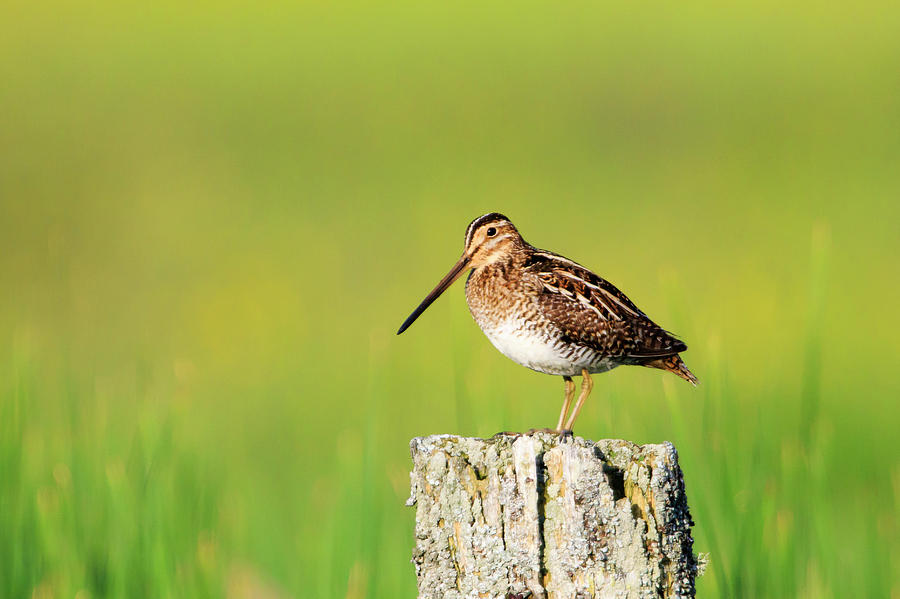 Wilsons Snipe 2 Photograph by Gary Hall