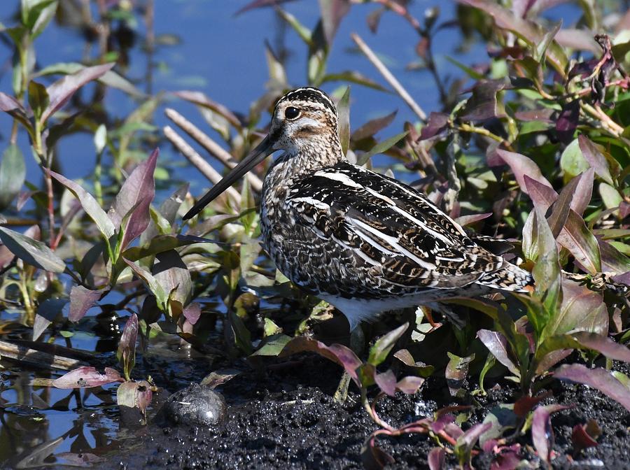 Wilsons Snipe Photograph by David Campione