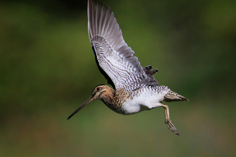 Wilsons Snipe Photograph by Gary Hall