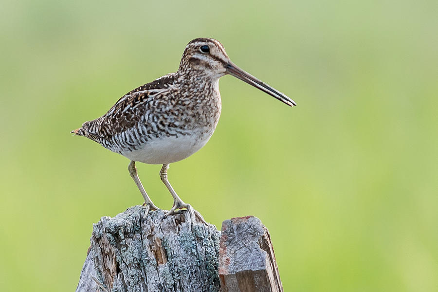 Wilson's Snipe by Glenn Springer Wilson's Snipe by Glenn Springer
