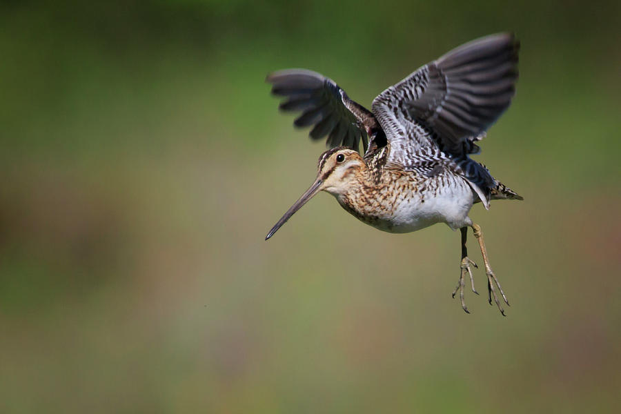Wilsons Snipe in Flight Photograph by Gary Hall