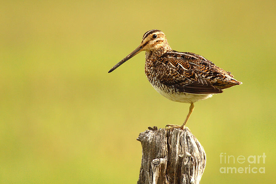 Wilson's Snipe On Morning Perch Photograph by Max Allen | Fine Art America