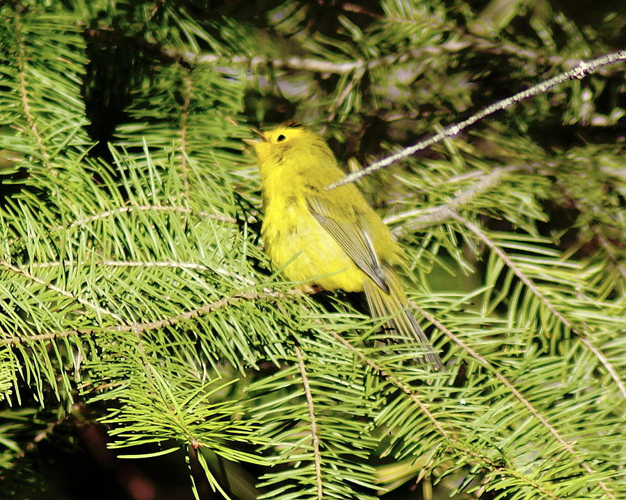 Wilsons Warbler Photograph by Ben Upham III Wilsons Warbler Photograph by Ben Upham III