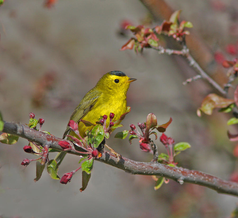 Wilson's Warbler Photograph by Gary Wing - Fine Art America