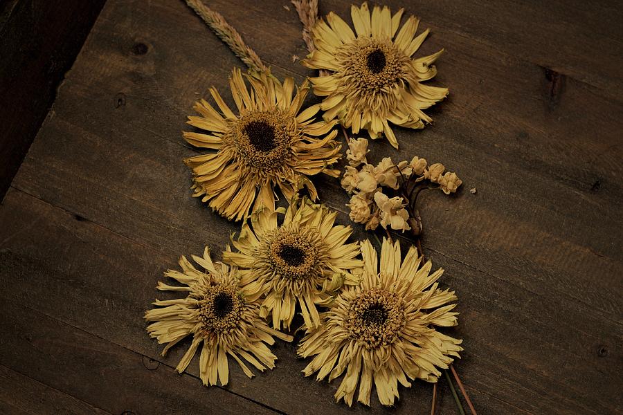 Wilted Daisies Photograph by Pamela Webb - Fine Art America