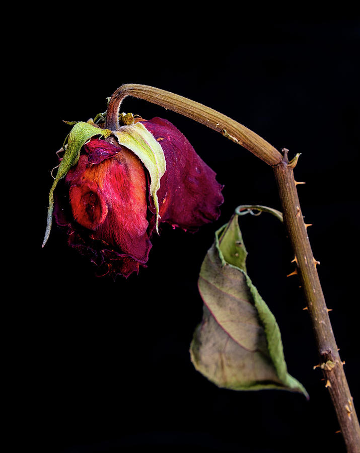 Wilted dry red rose flower Photograph by Michalakis Ppalis
