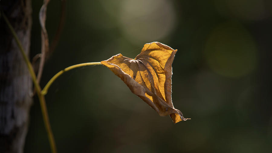 Wilted leaf Photograph by Steve Gravano