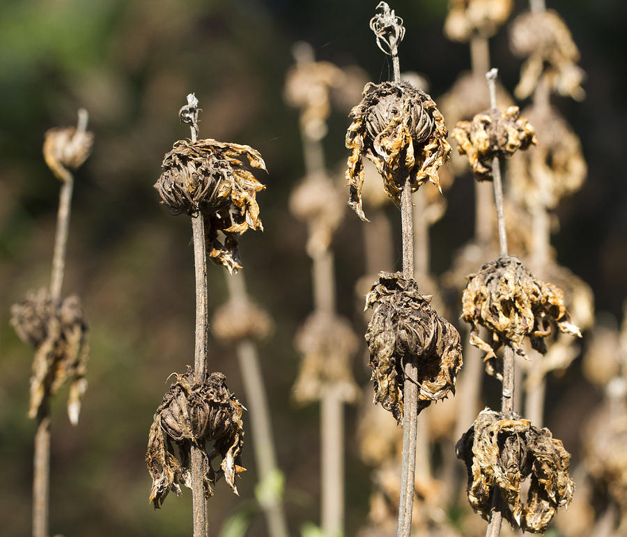 Wilted Photograph by Nathan Rupert