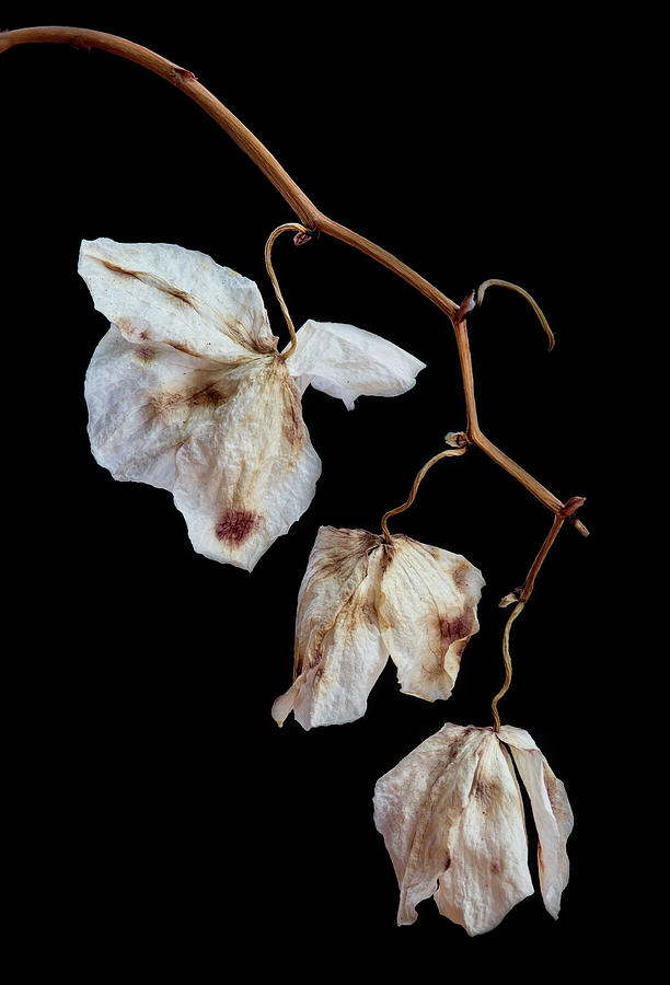 Wilted Orchid Phalaenopsis Flower Petals Photograph