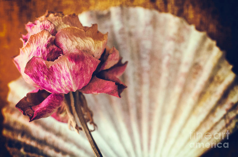 Flower Photograph - Wilted rose and shell by Silvia Ganora