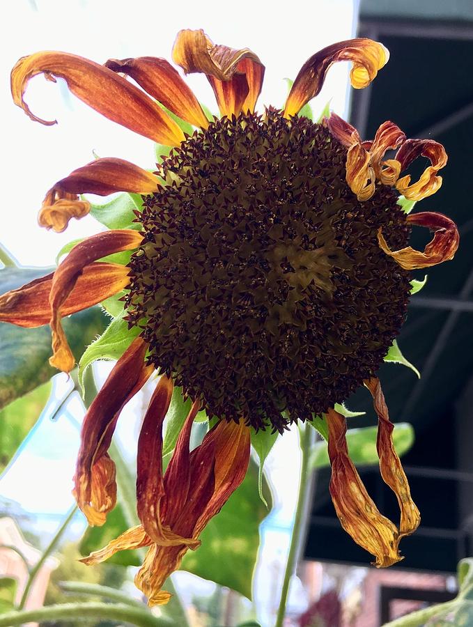 Wilted Sunflower Photograph by John Cupec - Fine Art America