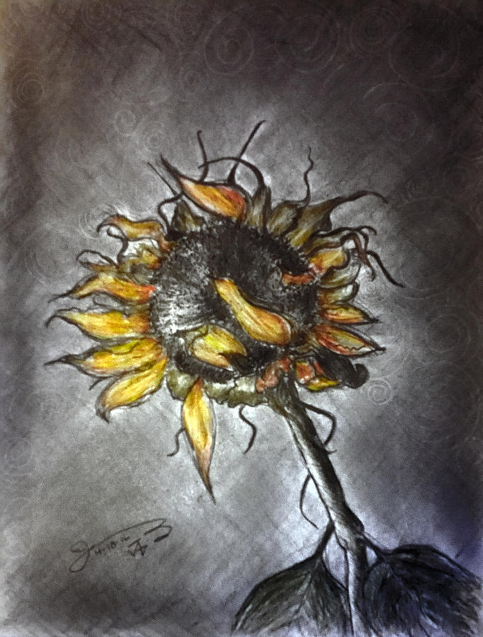 Wilted Sunflower Drawing