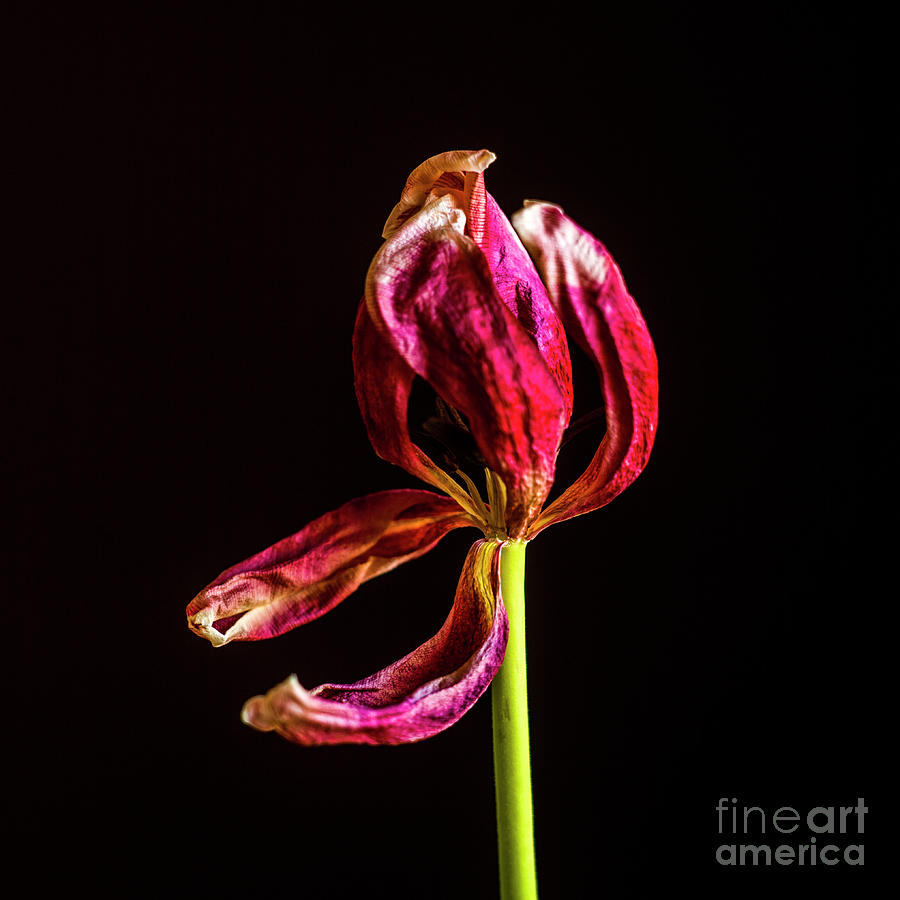 Wilted tulip Photograph by Bernard Jaubert