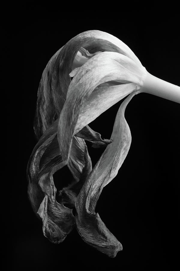 Wilted Tulip Photograph by Kristen Wilkinson
