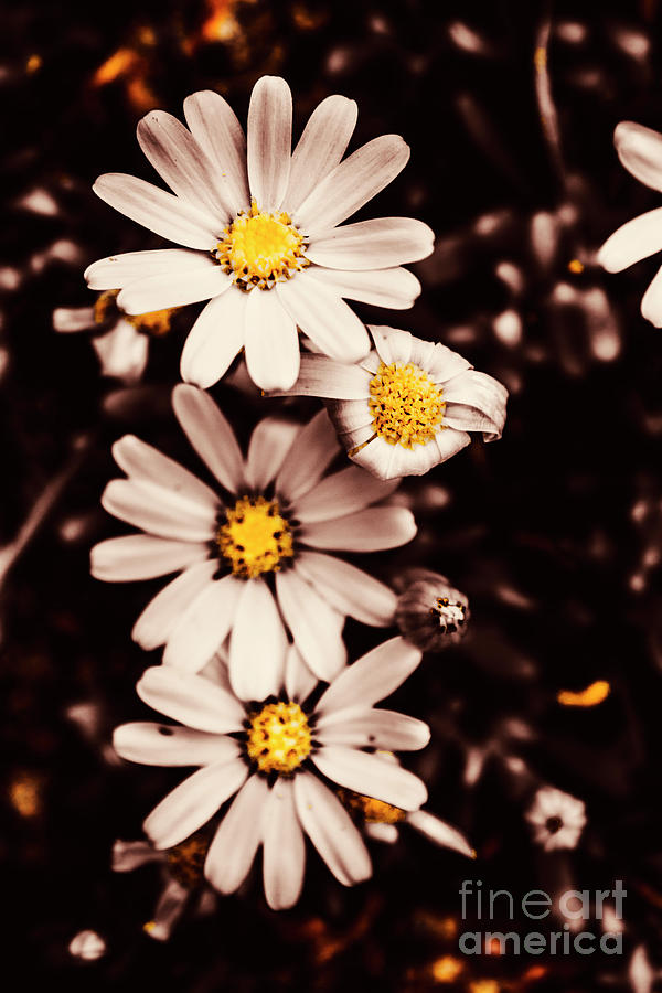 Wilting and blooming floral daisies Photograph by Jorgo Photography