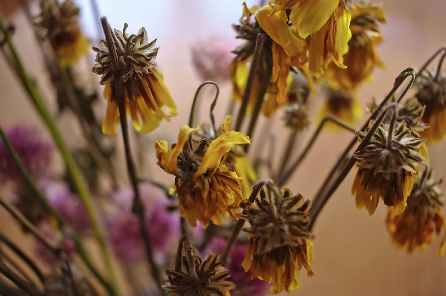 Wilting Flowers Photograph