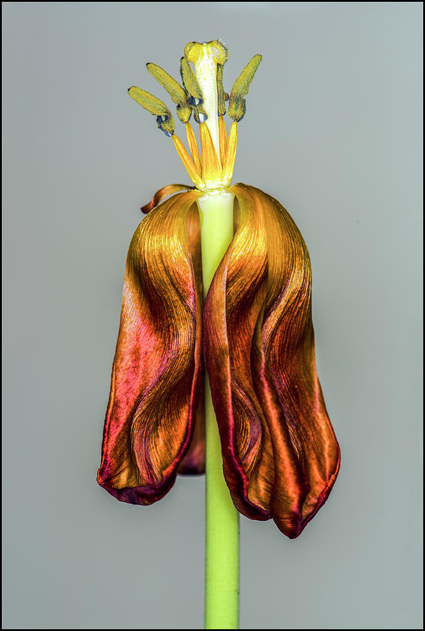 Wilting orange petaled tulip Photograph by Anders Kustas
