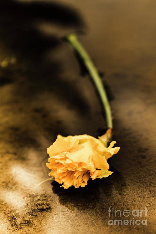 Wilting puddle flower Photograph by Jorgo Photography