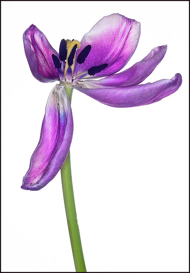 Wilting purple petaled tulip Photograph by Anders Kustas