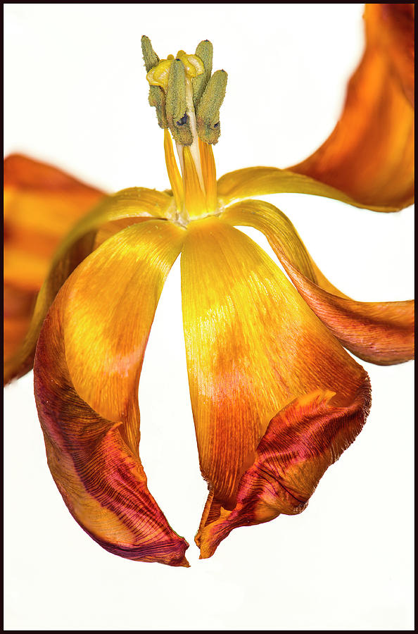 Wilting purple petaled tulip with yellow stamen and pistil agWilting/dry yellow/orange petaled tulip Photograph by Anders Kustas